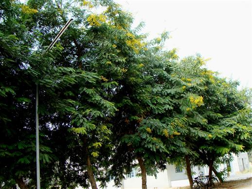 Senna siamea